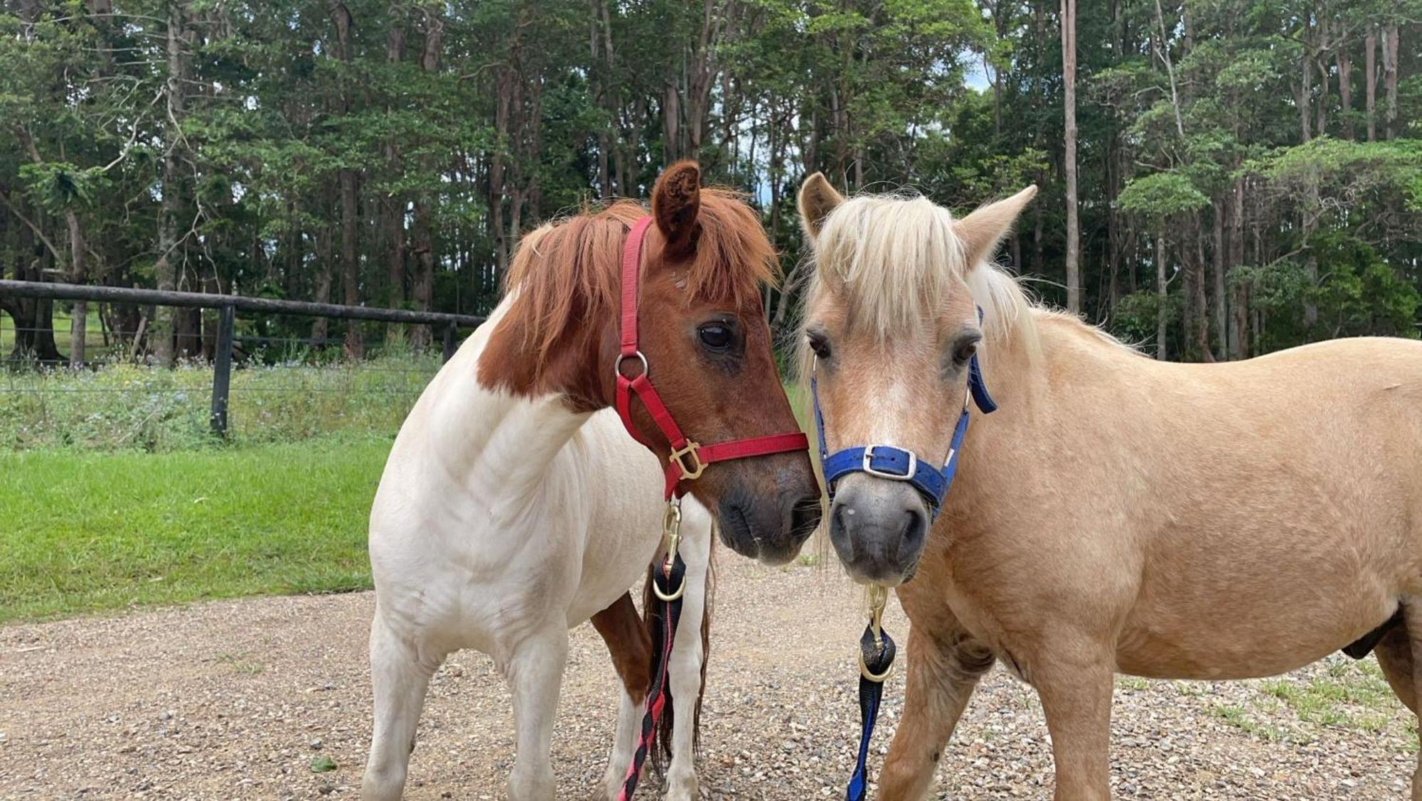 Country Cottage Sunshine Coast モントビル エクステリア 写真
